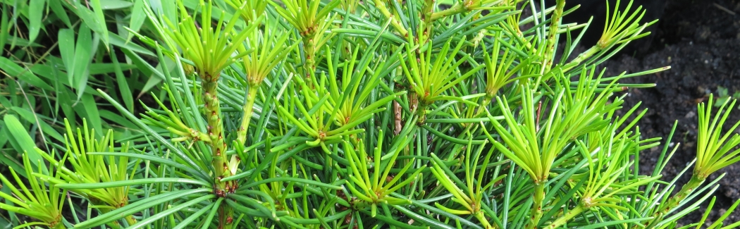 Sciadopitis 02 banner